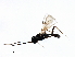  ( - CGTURK-1757)  @12 [ ] CreativeCommons - Attribution (2009) Unspecified Centre for Biodiversity Genomics