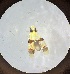  (Erythroneura calycula - MRR_49_Host)  @11 [ ] Copyright (2025) Jeremy Blaschke Union University