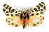  (Grammia ursina - CCGBOLD00193)  @14 [ ] CreativeCommons - Attribution (2010) Unspecified Centre for Biodiversity Genomics