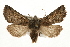  (Stretchia - CCGBOLD00009)  @15 [ ] CreativeCommons - Attribution (2010) Unspecified Centre for Biodiversity Genomics