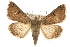  (Cissusa - CCGBOLD00025)  @15 [ ] CreativeCommons - Attribution (2010) Unspecified Centre for Biodiversity Genomics
