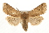  (Agrochola purpurea - CCGBOLD00038)  @15 [ ] CreativeCommons - Attribution (2010) Unspecified Centre for Biodiversity Genomics