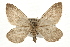  ( - CCGBOLD00081)  @14 [ ] CreativeCommons - Attribution (2010) Unspecified Centre for Biodiversity Genomics