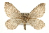  ( - CCGBOLD00082)  @14 [ ] CreativeCommons - Attribution (2010) Unspecified Centre for Biodiversity Genomics