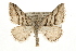  ( - CCGBOLD00091)  @14 [ ] CreativeCommons - Attribution (2010) Unspecified Centre for Biodiversity Genomics