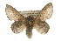  ( - CCGBOLD00101)  @12 [ ] CreativeCommons - Attribution (2010) Unspecified Centre for Biodiversity Genomics