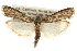  ( - CCGBOLD00106)  @14 [ ] CreativeCommons - Attribution (2010) Unspecified Centre for Biodiversity Genomics