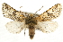  ( - CCGBOLD00123)  @15 [ ] CreativeCommons - Attribution (2010) Unspecified Centre for Biodiversity Genomics