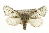  (Feralia - CCGBOLD00124)  @15 [ ] CreativeCommons - Attribution (2010) Unspecified Centre for Biodiversity Genomics