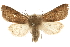  ( - CCGBOLD00140)  @15 [ ] CreativeCommons - Attribution (2010) Unspecified Centre for Biodiversity Genomics