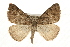  ( - CCGBOLD00164)  @13 [ ] CreativeCommons - Attribution (2010) Unspecified Centre for Biodiversity Genomics