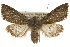  (Orthosia erythrolita - CCGBOLD00181)  @15 [ ] CreativeCommons - Attribution (2010) Unspecified Centre for Biodiversity Genomics