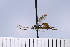  (Oxytorus albopleuralis - ATBI000015653)  @11 [ ] Copyright (2022) Jeremy Blaschke Union University