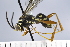  (Ceropales longipes - UUINV2022MT_01)  @11 [ ] Copyright (2022) Jeremy Blaschke Union University