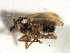  (Unkanodes tanasijevici - CGHTA-076)  @13 [ ] CreativeCommons - Attribution (2009) Unspecified Centre for Biodiversity Genomics