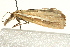  (Agriphila tristella PS1 - UKLB4H07)  @12 [ ] CreativeCommons - Attribution (2009) Unspecified Centre for Biodiversity Genomics