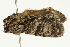  ( - UKLB8C03)  @11 [ ] CreativeCommons - Attribution (2009) Unspecified Centre for Biodiversity Genomics