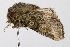  (Eumichtis lichenea - UKLB3C03.fail1)  @11 [ ] CreativeCommons - Attribution (2009) Unspecified Centre for Biodiversity Genomics