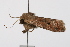  (Agrochola Iota - UKLB3C10.fail1)  @11 [ ] CreativeCommons - Attribution (2009) Unspecified Centre for Biodiversity Genomics