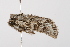  ( - UKLB3E08)  @12 [ ] CreativeCommons - Attribution (2009) Unspecified Centre for Biodiversity Genomics