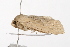  ( - UKLB10D07)  @13 [ ] CreativeCommons - Attribution (2009) Unspecified Centre for Biodiversity Genomics