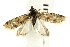  (Aethes williana - UKLB20E02)  @14 [ ] CreativeCommons - Attribution (2009) Unspecified Centre for Biodiversity Genomics