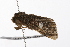  ( - UKLB23C06)  @12 [ ] CreativeCommons - Attribution (2009) Unspecified Centre for Biodiversity Genomics