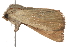 ( - UKLB23H12)  @13 [ ] CreativeCommons - Attribution (2009) Unspecified Centre for Biodiversity Genomics