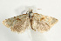  (Cochylimorpha straminea - UKLB30B09)  @14 [ ] CreativeCommons - Attribution (2009) Unspecified Centre for Biodiversity Genomics