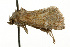  ( - UKLB24C04)  @13 [ ] CreativeCommons - Attribution (2009) Unspecified Centre for Biodiversity Genomics