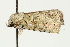  ( - UKLB24E03)  @13 [ ] CreativeCommons - Attribution (2009) Unspecified Centre for Biodiversity Genomics