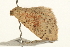  ( - UKLB25H11)  @13 [ ] CreativeCommons - Attribution (2010) Unspecified Centre for Biodiversity Genomics