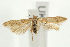  (Blastobasis lacticolella - UKLB30D06)  @13 [ ] CreativeCommons - Attribution (2010) Unspecified Centre for Biodiversity Genomics