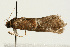  ( - UKLB33E06)  @12 [ ] CreativeCommons - Attribution (2009) Unspecified Centre for Biodiversity Genomics
