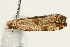  ( - UKLB33F11)  @13 [ ] CreativeCommons - Attribution (2009) Unspecified Centre for Biodiversity Genomics