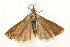  ( - UKLB34B06)  @13 [ ] CreativeCommons - Attribution (2009) Unspecified Centre for Biodiversity Genomics