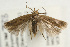  (Bryotropha politella - UKLB40A04)  @13 [ ] CreativeCommons - Attribution (2009) Unspecified Centre for Biodiversity Genomics