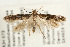  (Blastobasis adustella - UKLB40A12)  @14 [ ] CreativeCommons - Attribution (2009) Unspecified Centre for Biodiversity Genomics