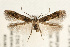  (Sorhagenia janiszewskae - UKLB40B03)  @14 [ ] CreativeCommons - Attribution (2009) Unspecified Centre for Biodiversity Genomics