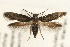  (Scythris picaepennis - UKLB40B04)  @14 [ ] CreativeCommons - Attribution (2009) Unspecified Centre for Biodiversity Genomics