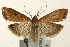  (Udea ferrugalis - UKLB41B01)  @14 [ ] CreativeCommons - Attribution (2009) Unspecified Centre for Biodiversity Genomics