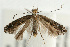  (Parornix torquillella - UKLB39B11)  @14 [ ] CreativeCommons - Attribution (2009) Unspecified Centre for Biodiversity Genomics