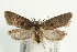  (Luquetia lobella - UKLB39G07)  @14 [ ] CreativeCommons - Attribution (2009) Unspecified Centre for Biodiversity Genomics