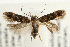  (Bryotropha dryadella - UKLB39H11)  @14 [ ] CreativeCommons - Attribution (2009) Unspecified Centre for Biodiversity Genomics