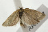  ( - UKLB38E01)  @12 [ ] CreativeCommons - Attribution (2009) Unspecified Centre for Biodiversity Genomics