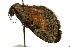  ( - UKLB37D03)  @12 [ ] CreativeCommons - Attribution (2009) Unspecified Centre for Biodiversity Genomics