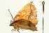  ( - UKLB37F09)  @11 [ ] CreativeCommons - Attribution (2009) Unspecified Centre for Biodiversity Genomics