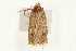  (Noctua sp. 1 - UKLB37G08)  @13 [ ] CreativeCommons - Attribution (2009) Unspecified Centre for Biodiversity Genomics