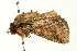 ( - UKLB37G12)  @11 [ ] CreativeCommons - Attribution (2009) Unspecified Centre for Biodiversity Genomics