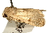  ( - UKLB36D11)  @13 [ ] CreativeCommons - Attribution (2009) Unspecified Centre for Biodiversity Genomics